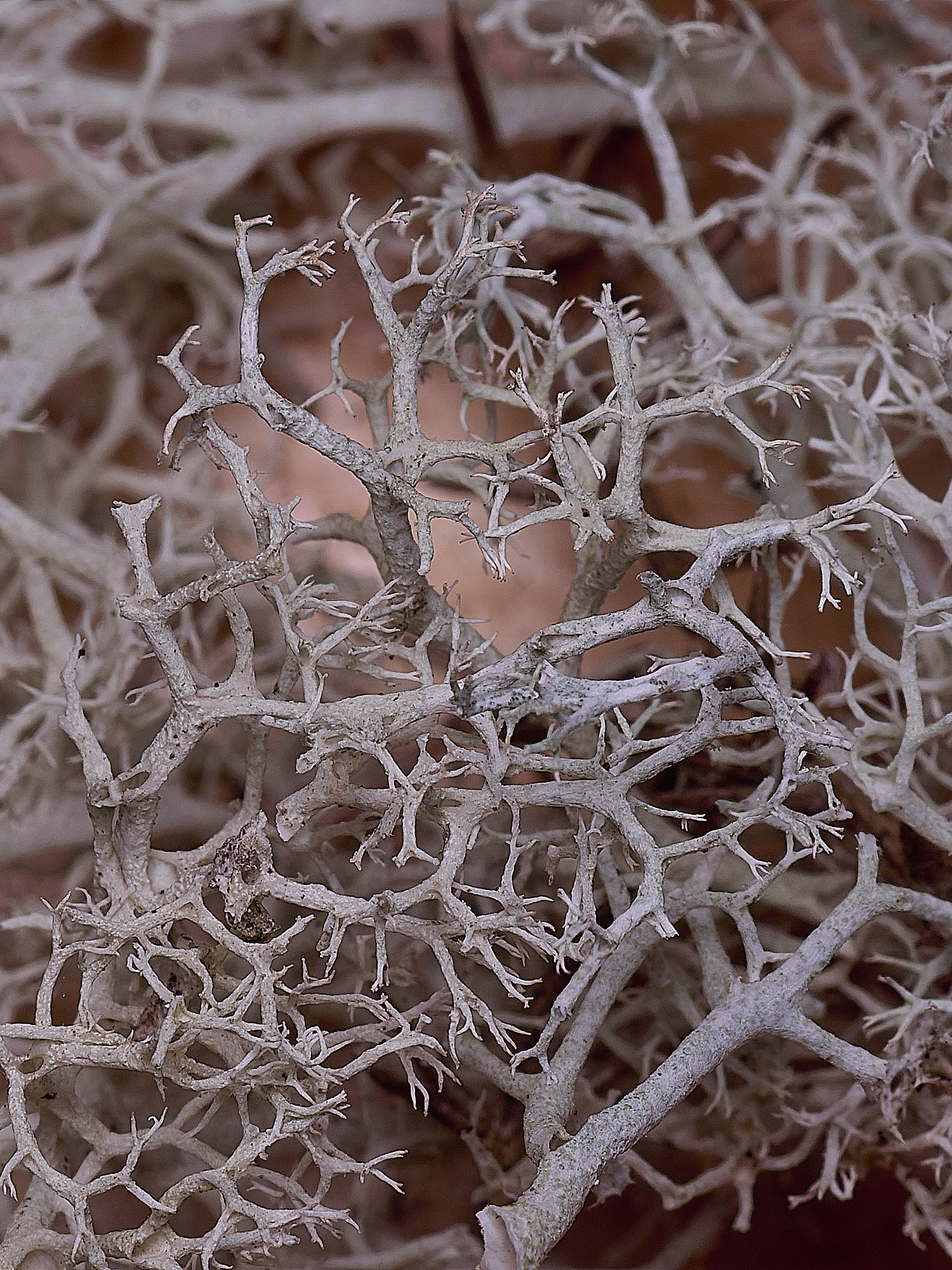 MarshamHeathCportentosa100925-3