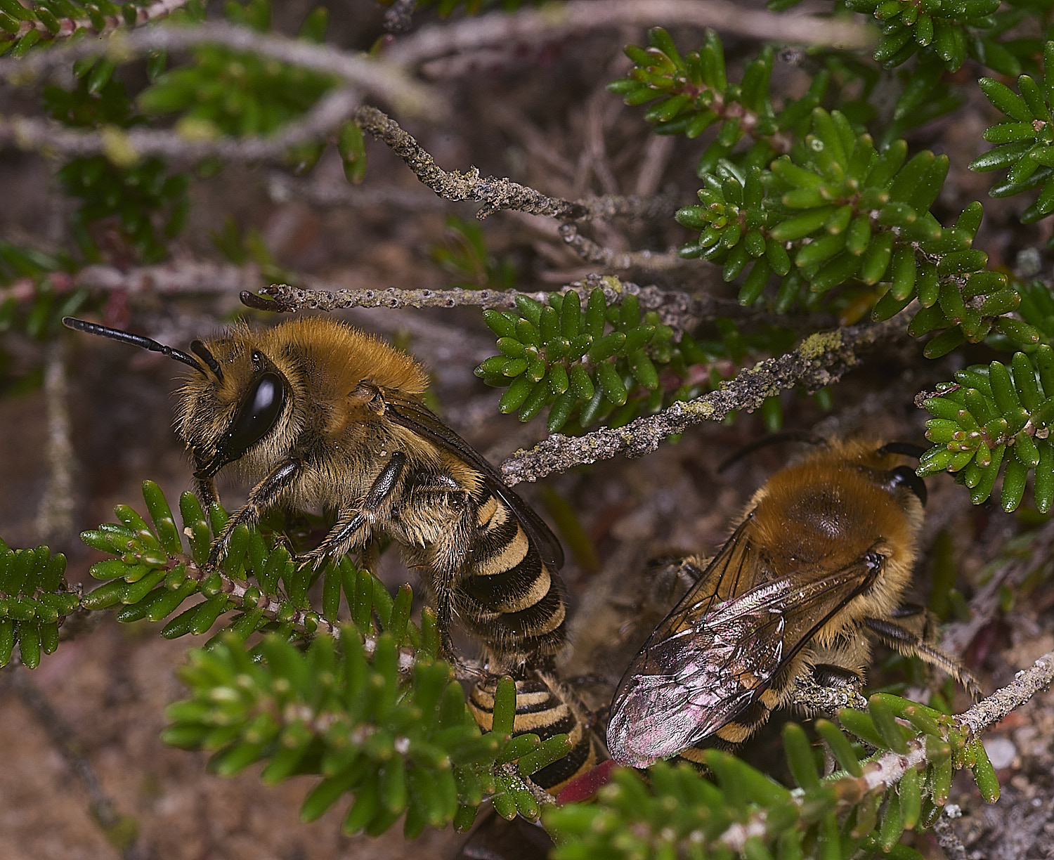 MarshamHeathIvyBee100925-1