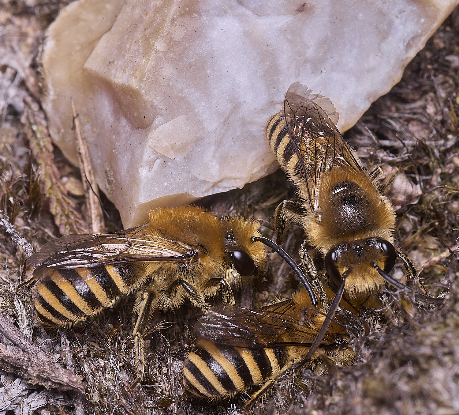 MarshamHeathIvyBee100925-10