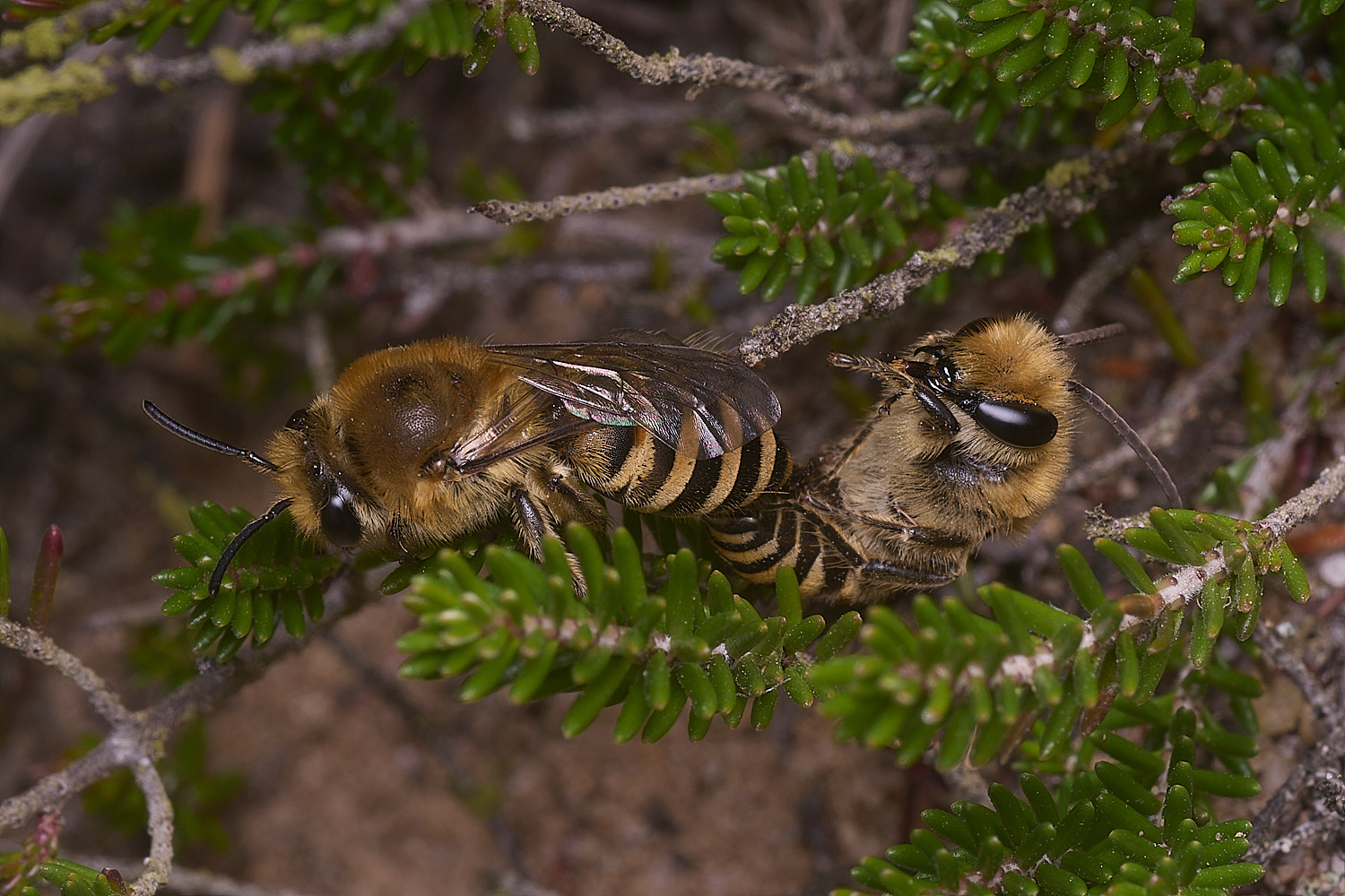 MarshamHeathIvyBee100925-3