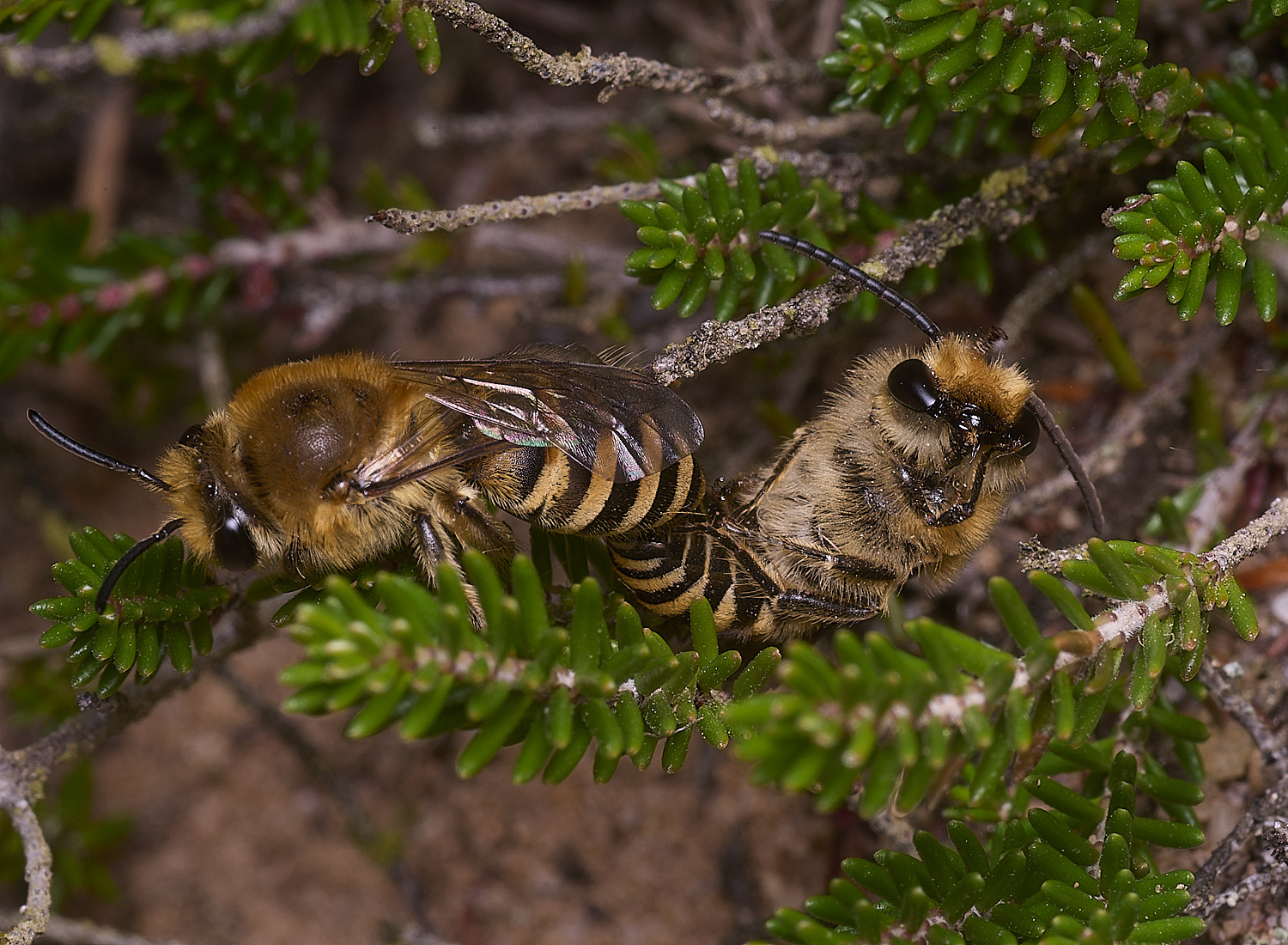 MarshamHeathIvyBee100925-4