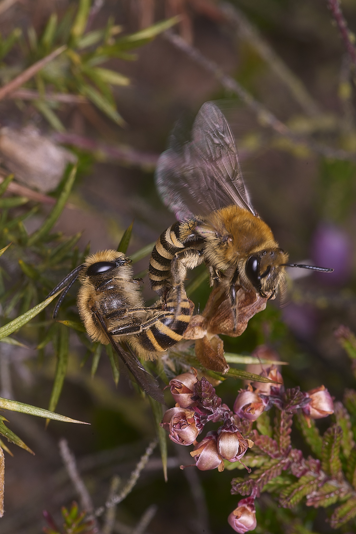 MarshamHeathIvyBee100925-5
