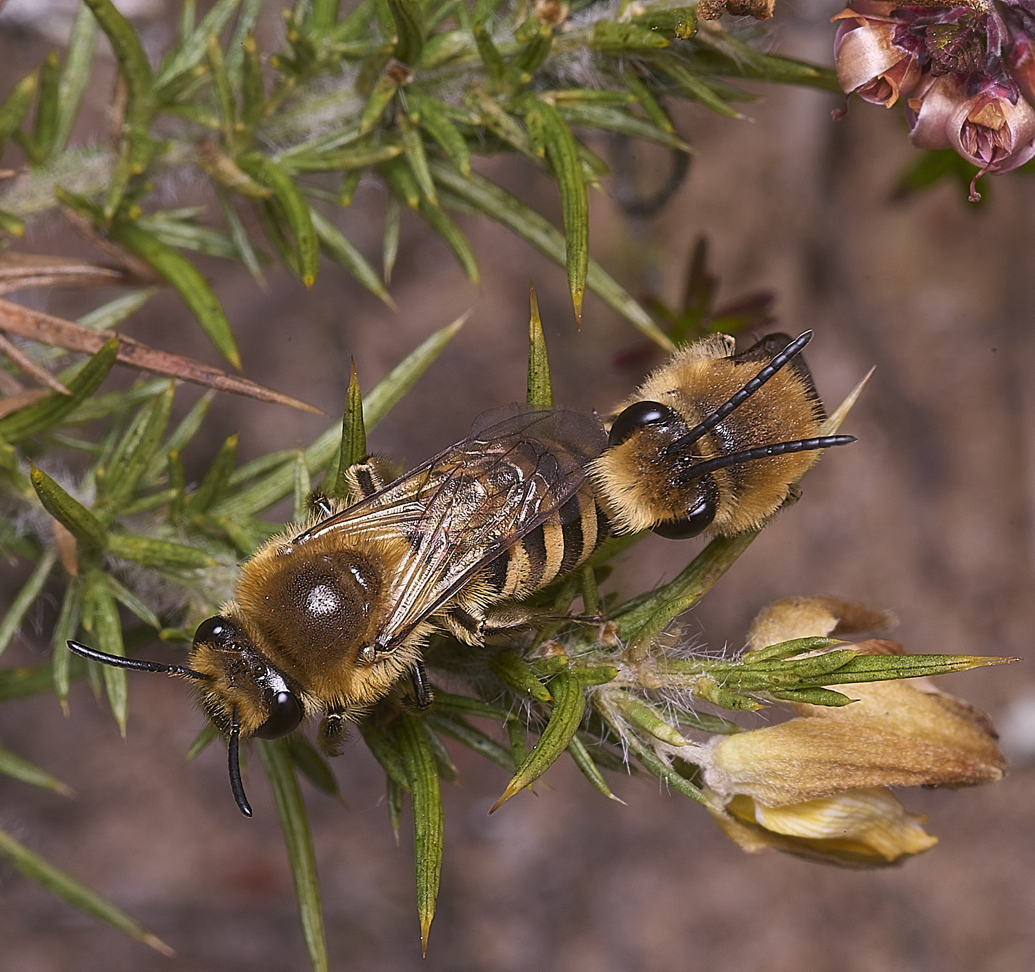 MarshamHeathIvyBee100925-6