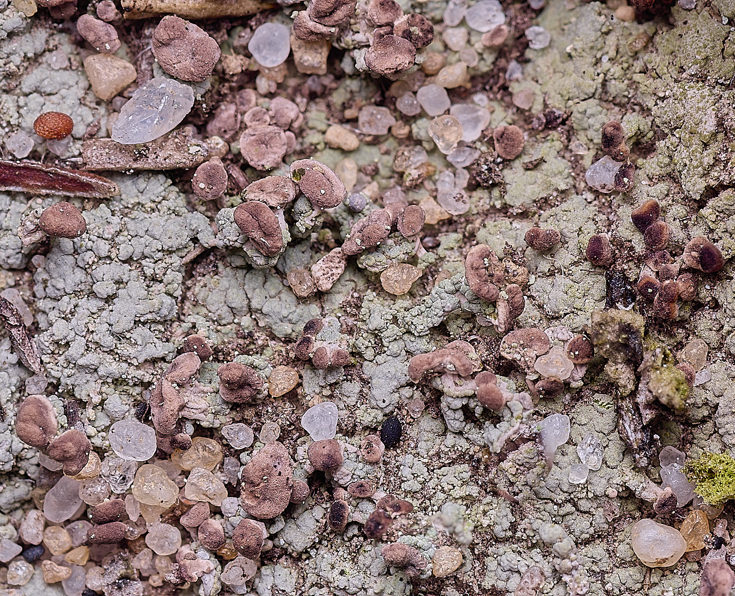 MarshamHeathLichen100925-1