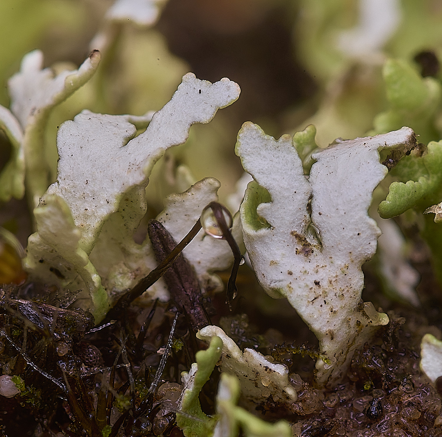 MarshamHeathLichen2100925-3
