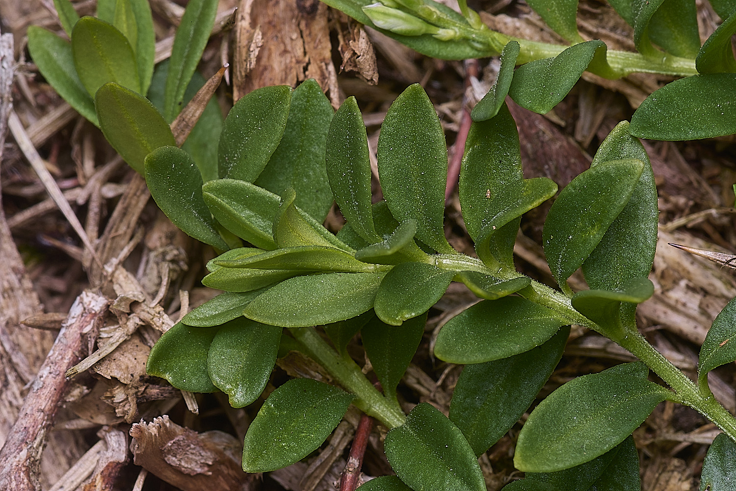 MarshamHeathMilkwort100925-1