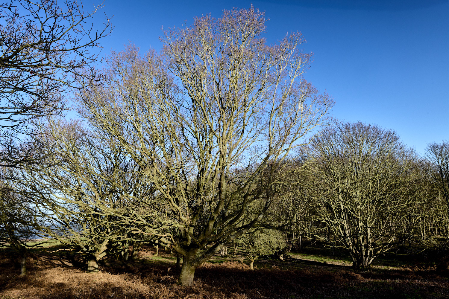 MucklebiurghHill191225-1