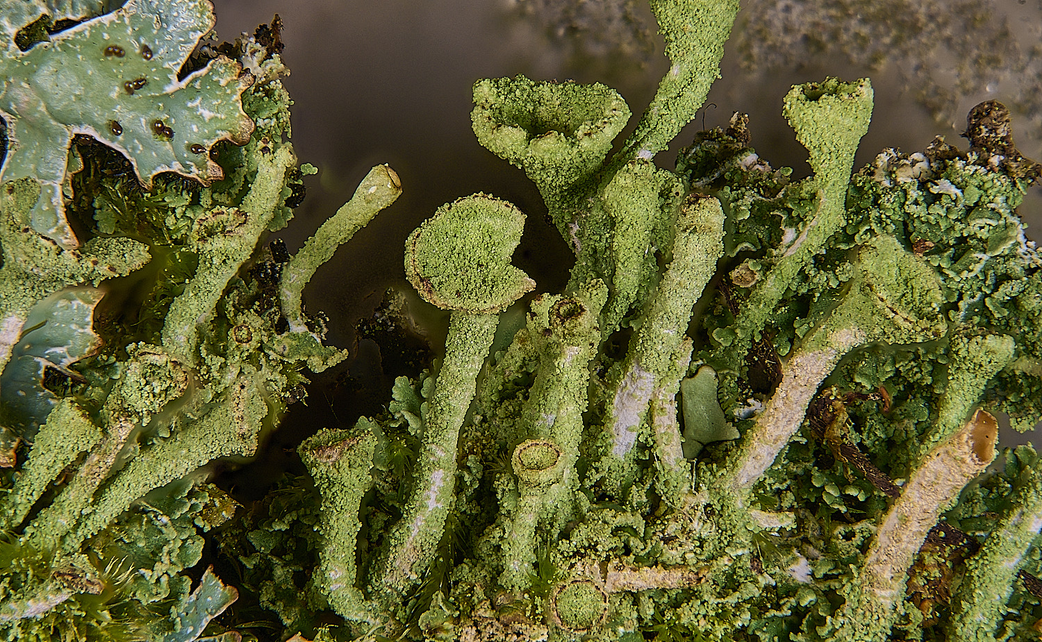 MuckleburghCladonia20125