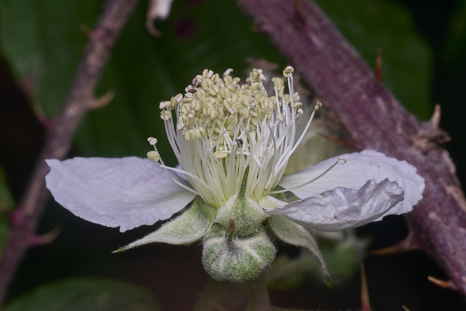 MuckleburghHillBramble191225-1
