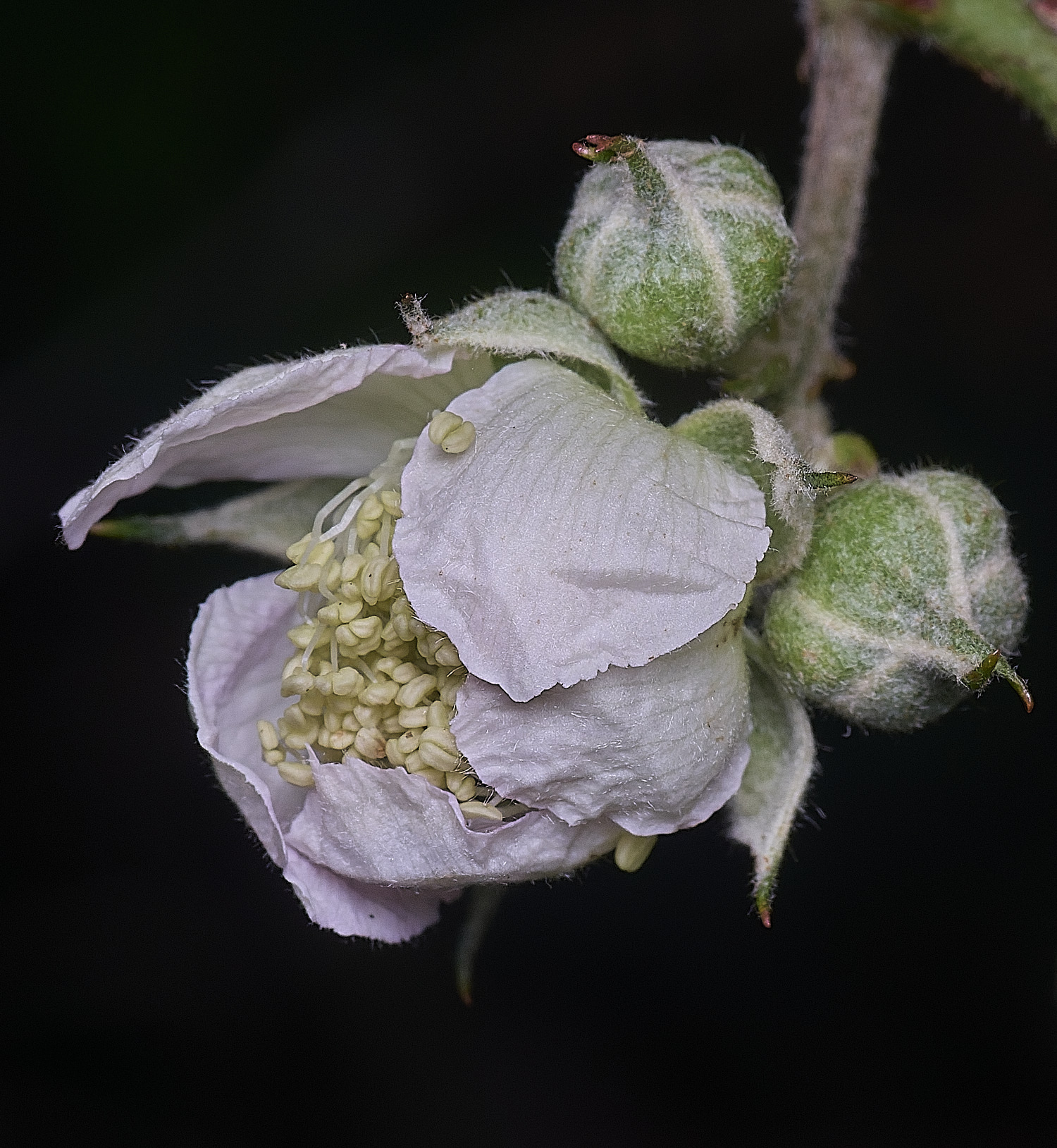 MuckleburghHillBramble191225-2