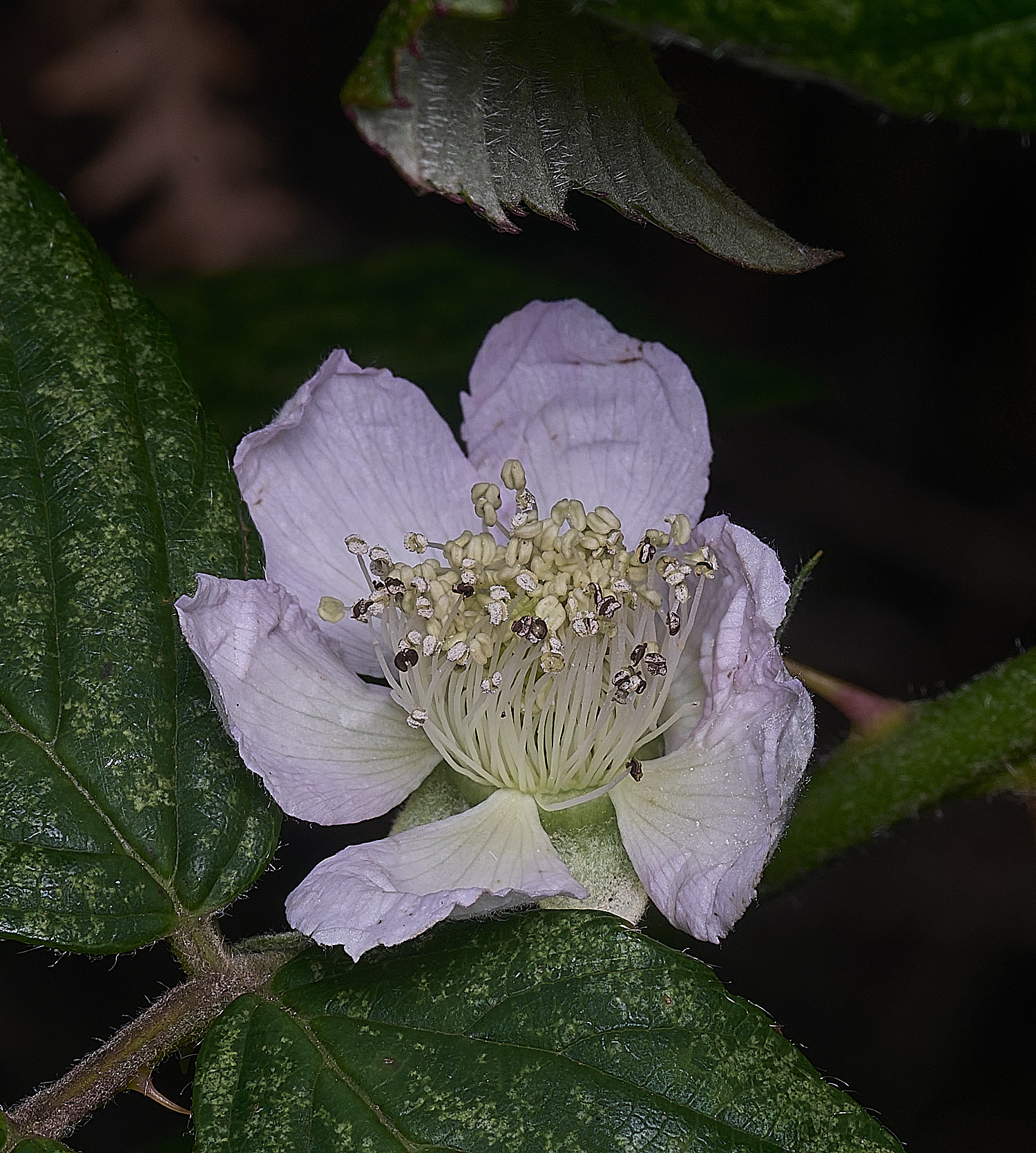 MuckleburghHillBramble191225-7