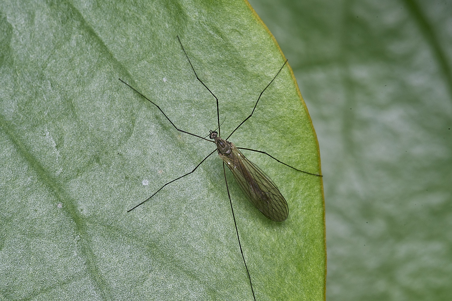 MuckleburghHillInsect191225-1