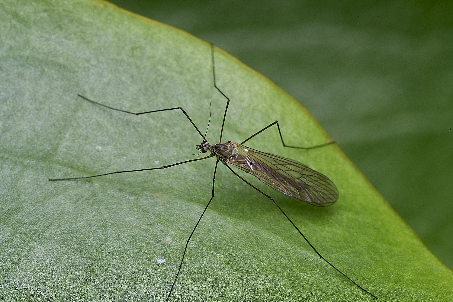 MuckleburghHillInsect191225-2