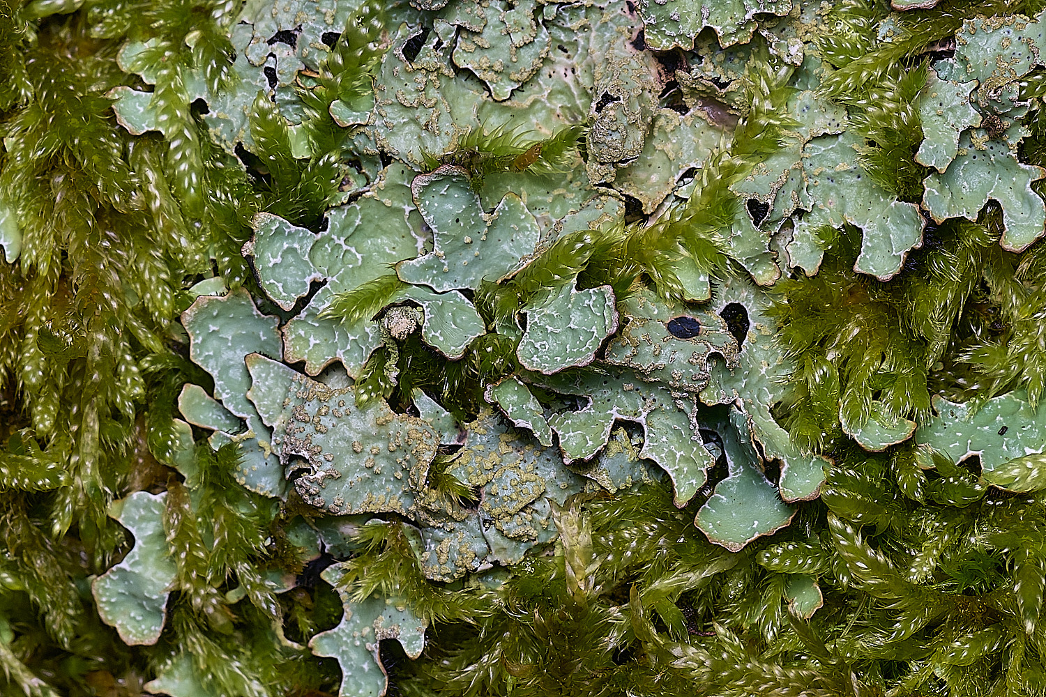 MuckleburghHillLichenSp1191225-1