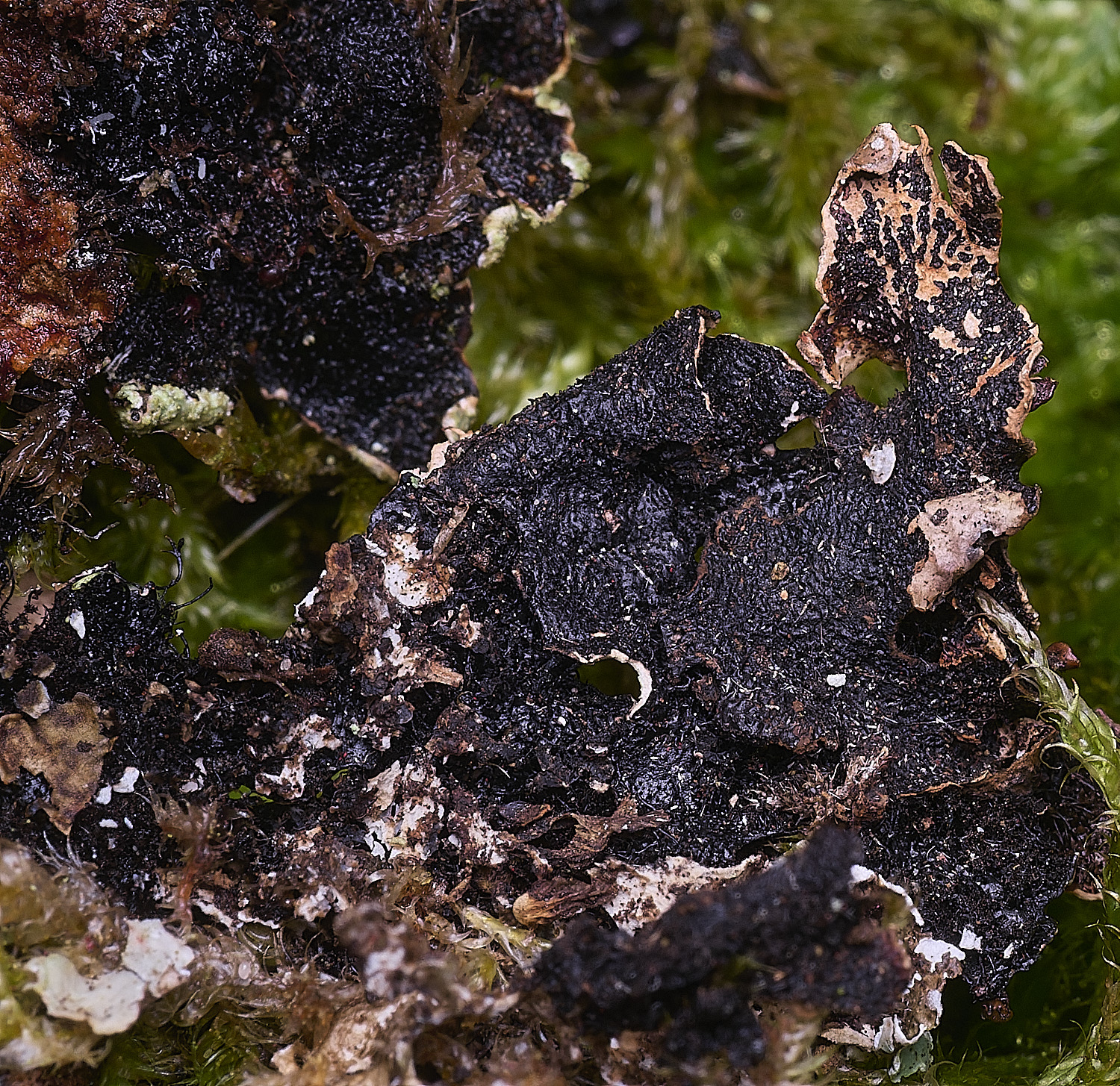 MuckleburghHillLichenSp1191225-3