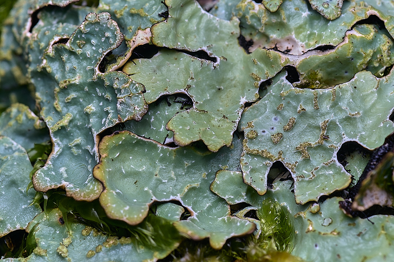 MuckleburghHillLichenSp1191225-5