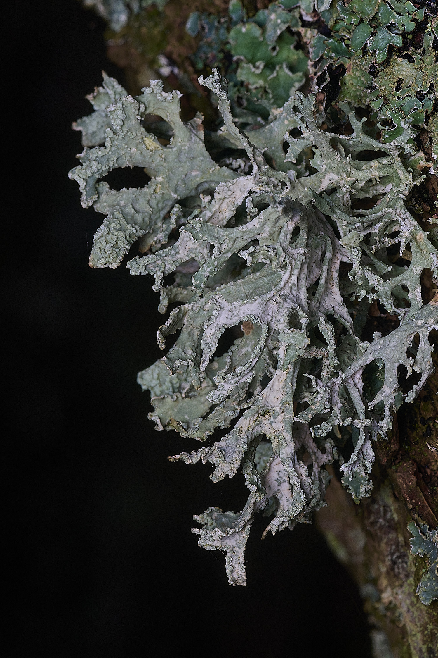 MuckleburghHillLichenSp2191225-2
