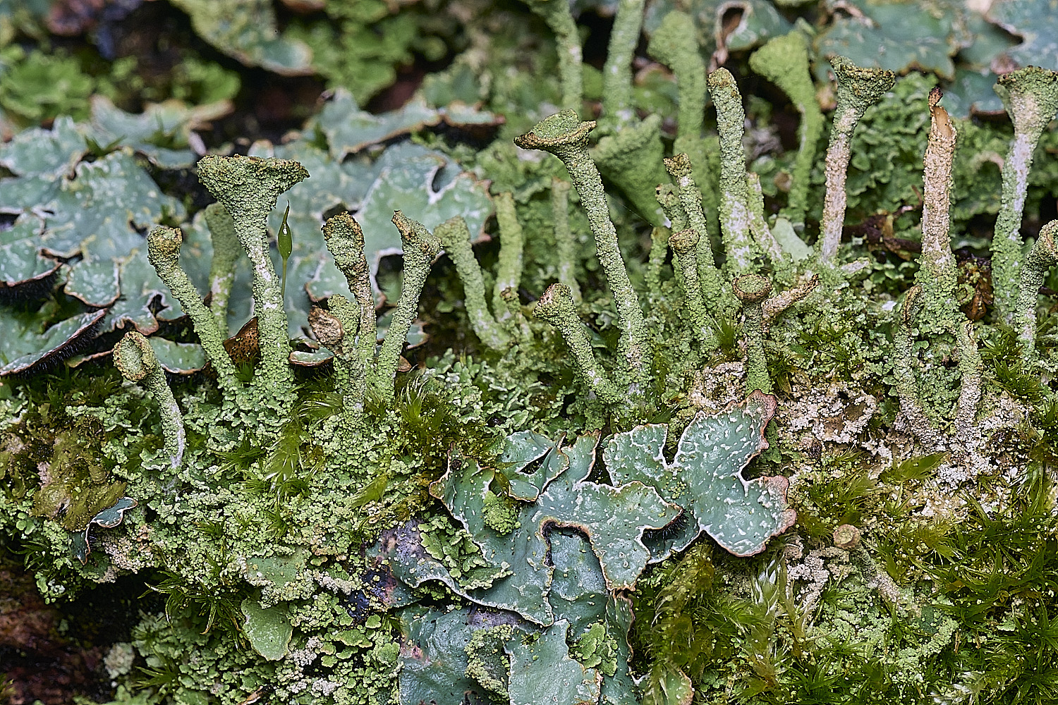 MuckleburghHillLichenSp3191225-1