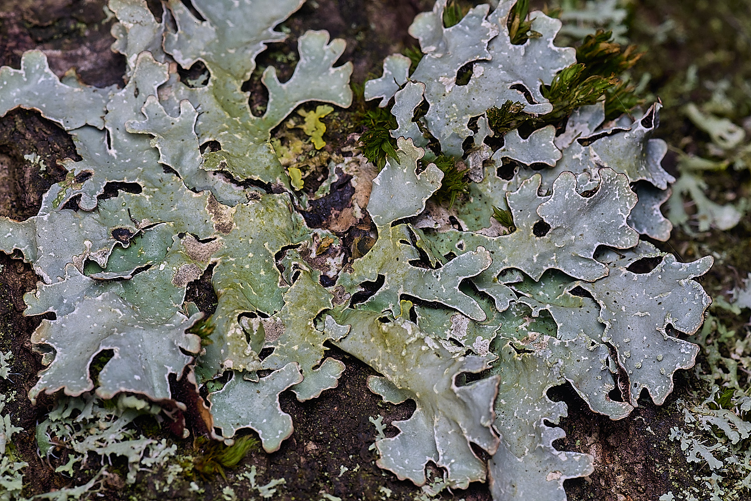 MuckleburghHillLichenSp4191225-1