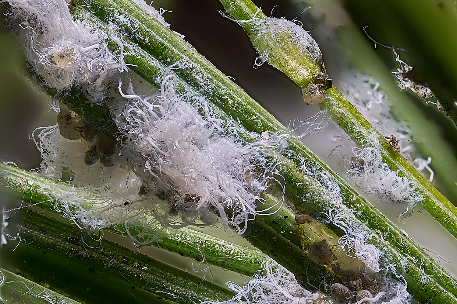 NorwichAdelgid240525-1