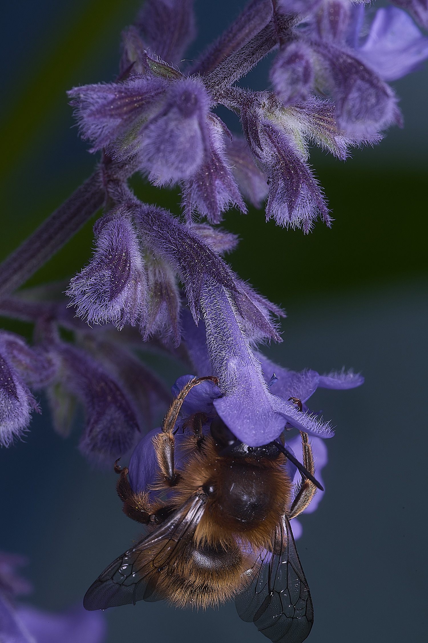 NorwichAfurcata270525-1