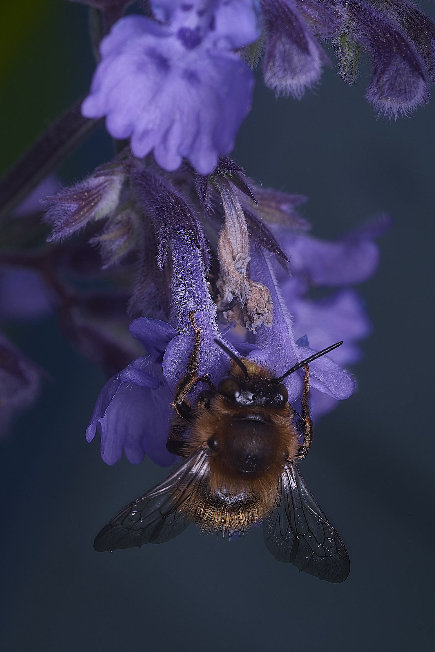 NorwichAfurcata270525-2