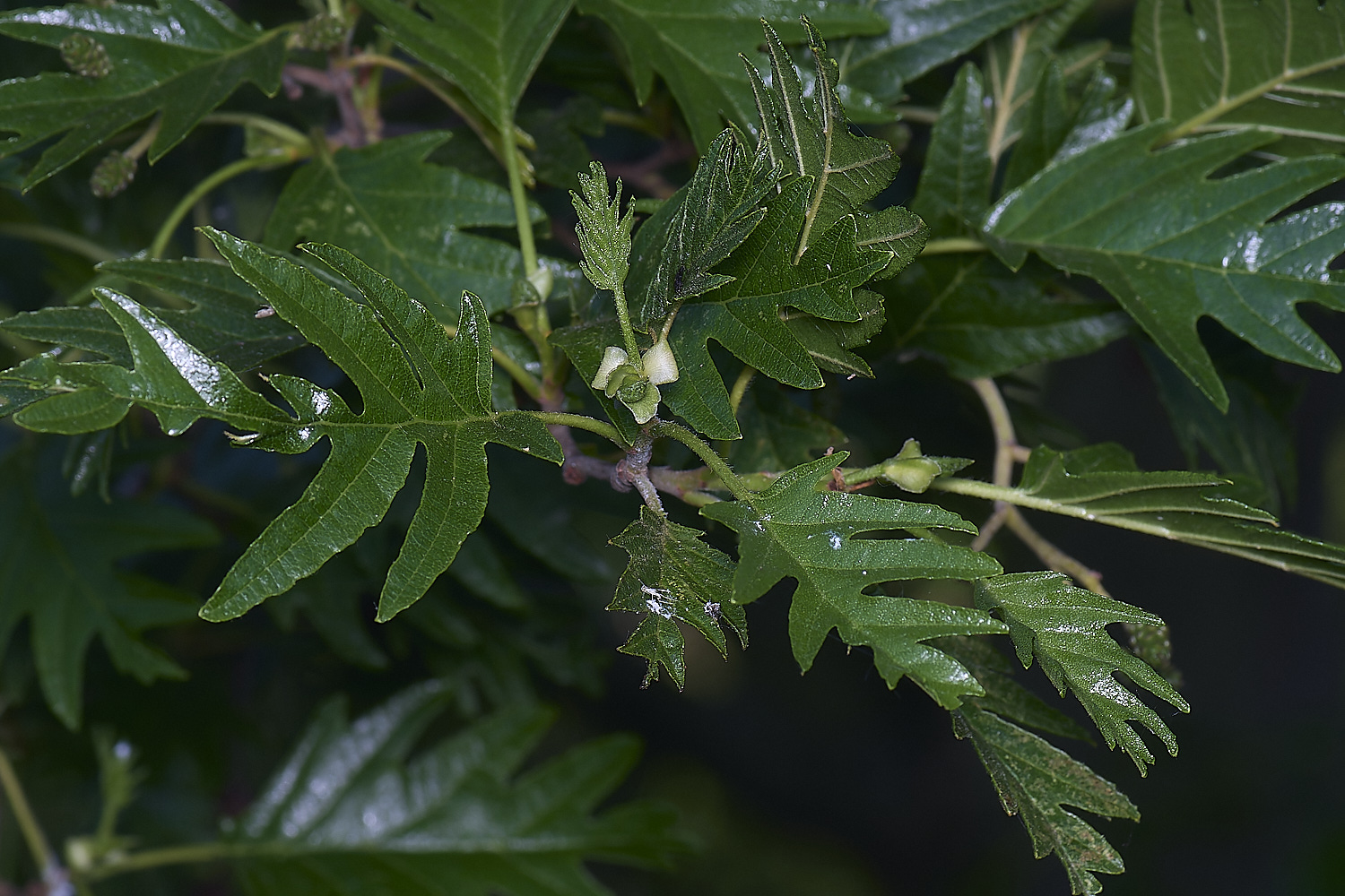 NorwichAlder200525-1