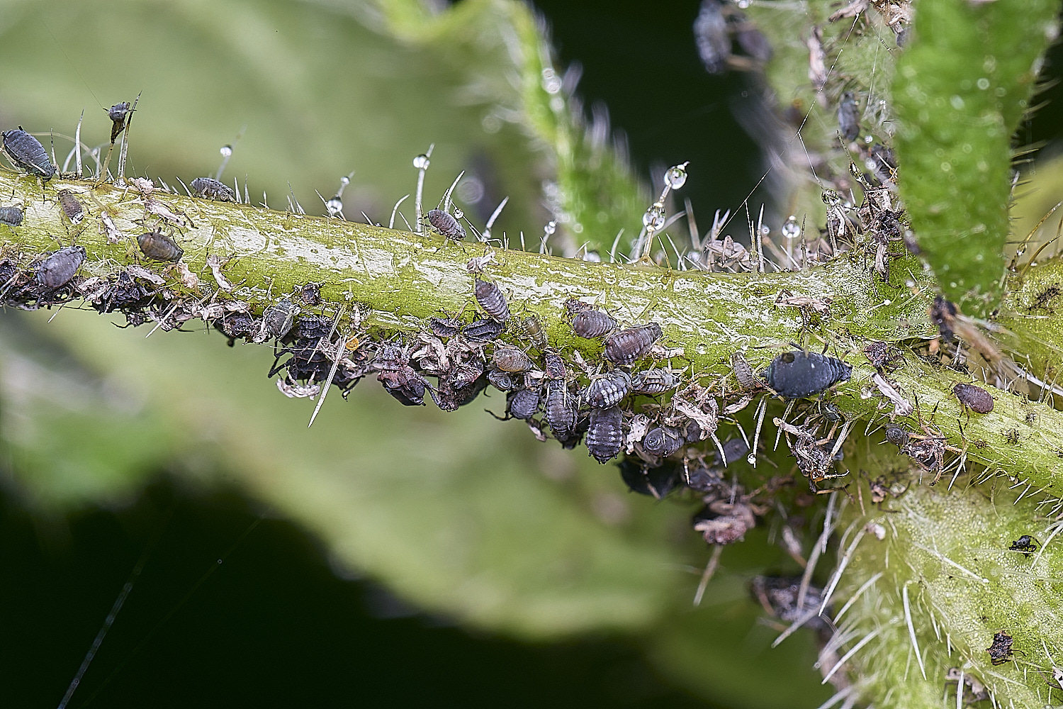 NorwichAlkanet160625-1