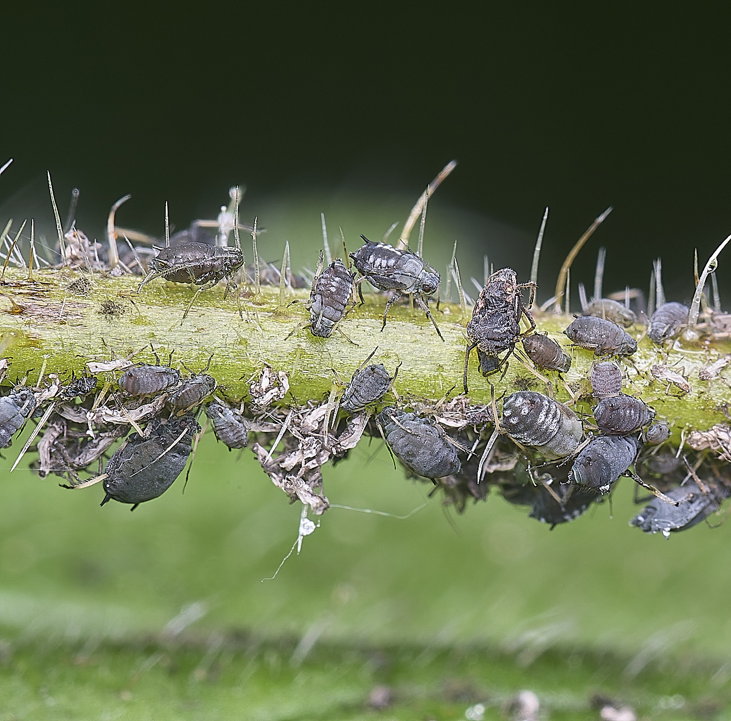 NorwichAlkanet160625-2