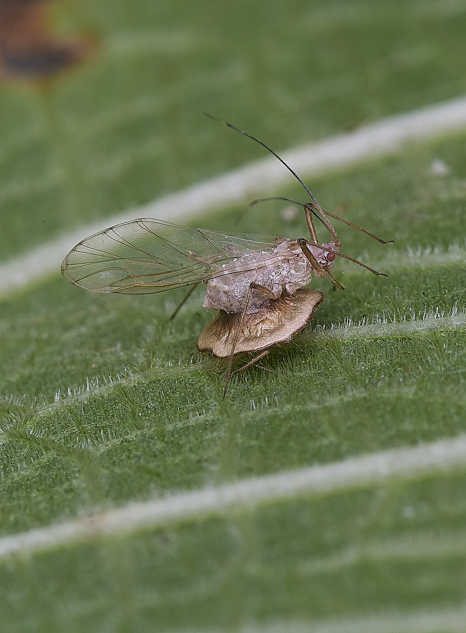 NorwichAphid300825-1