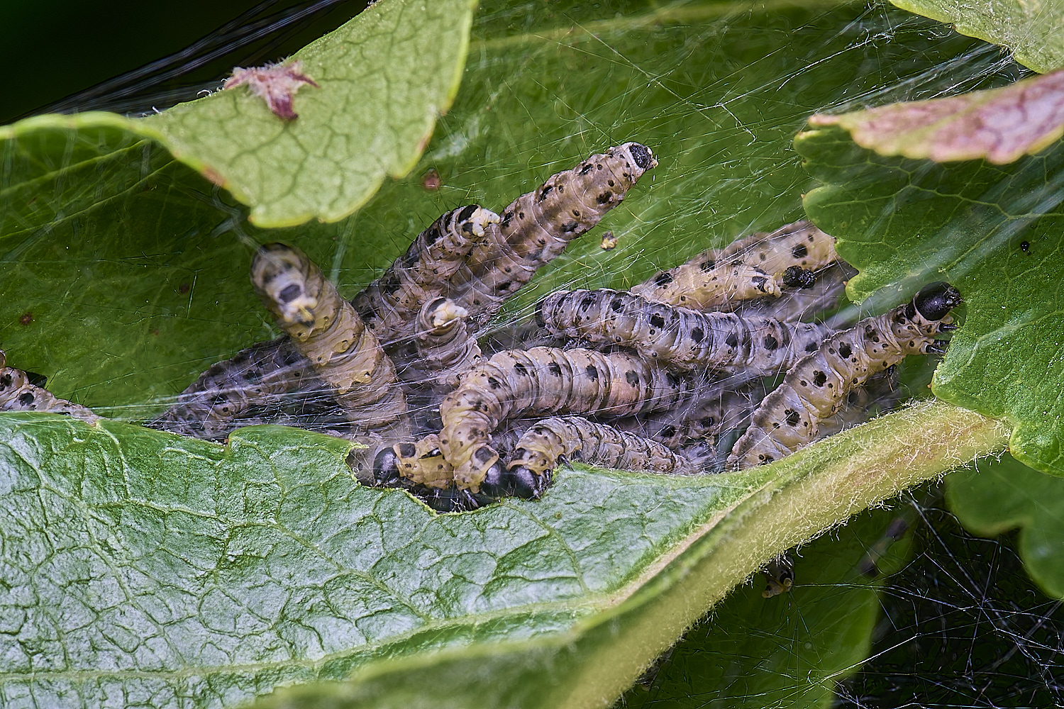 NorwichAppleErmine270525-1