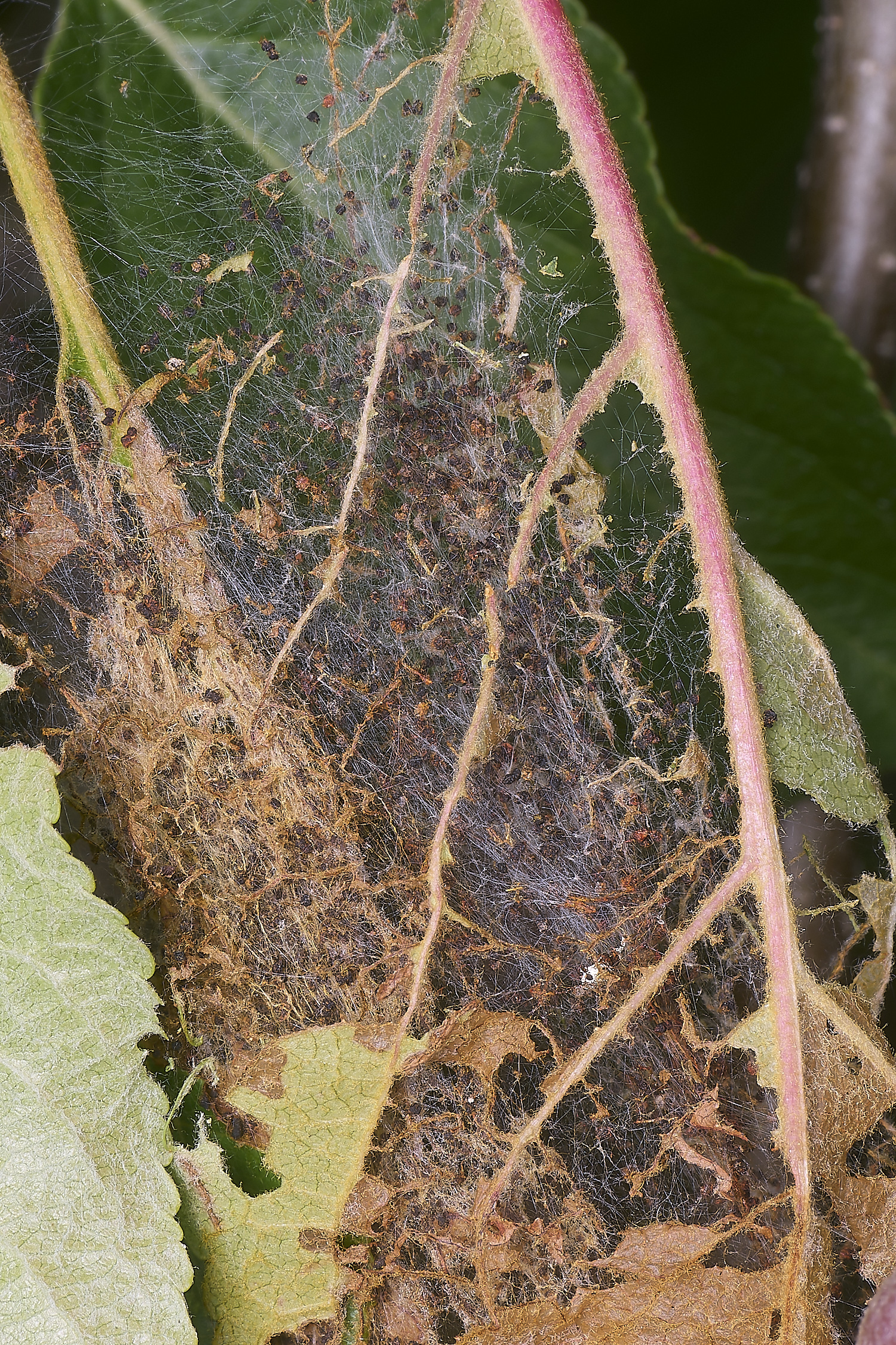 NorwichAppleErmine270525-2