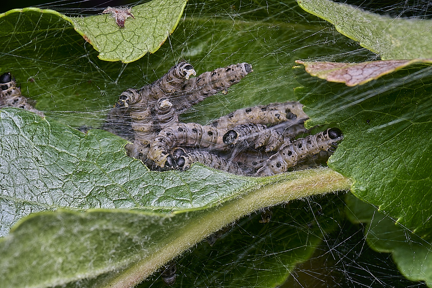 NorwichAppleErmine270525-3