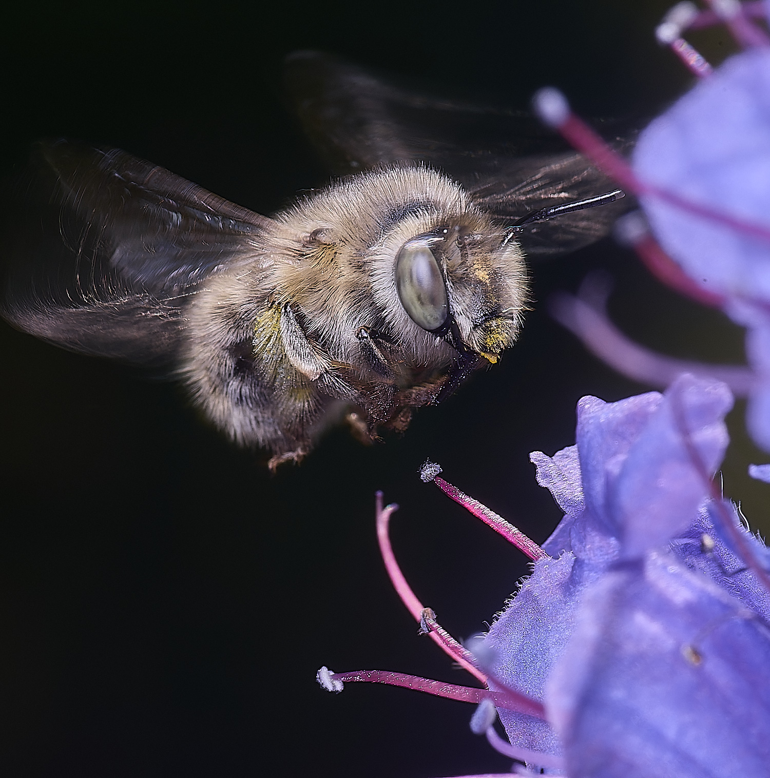 NorwichAquadrimaculata160625-11