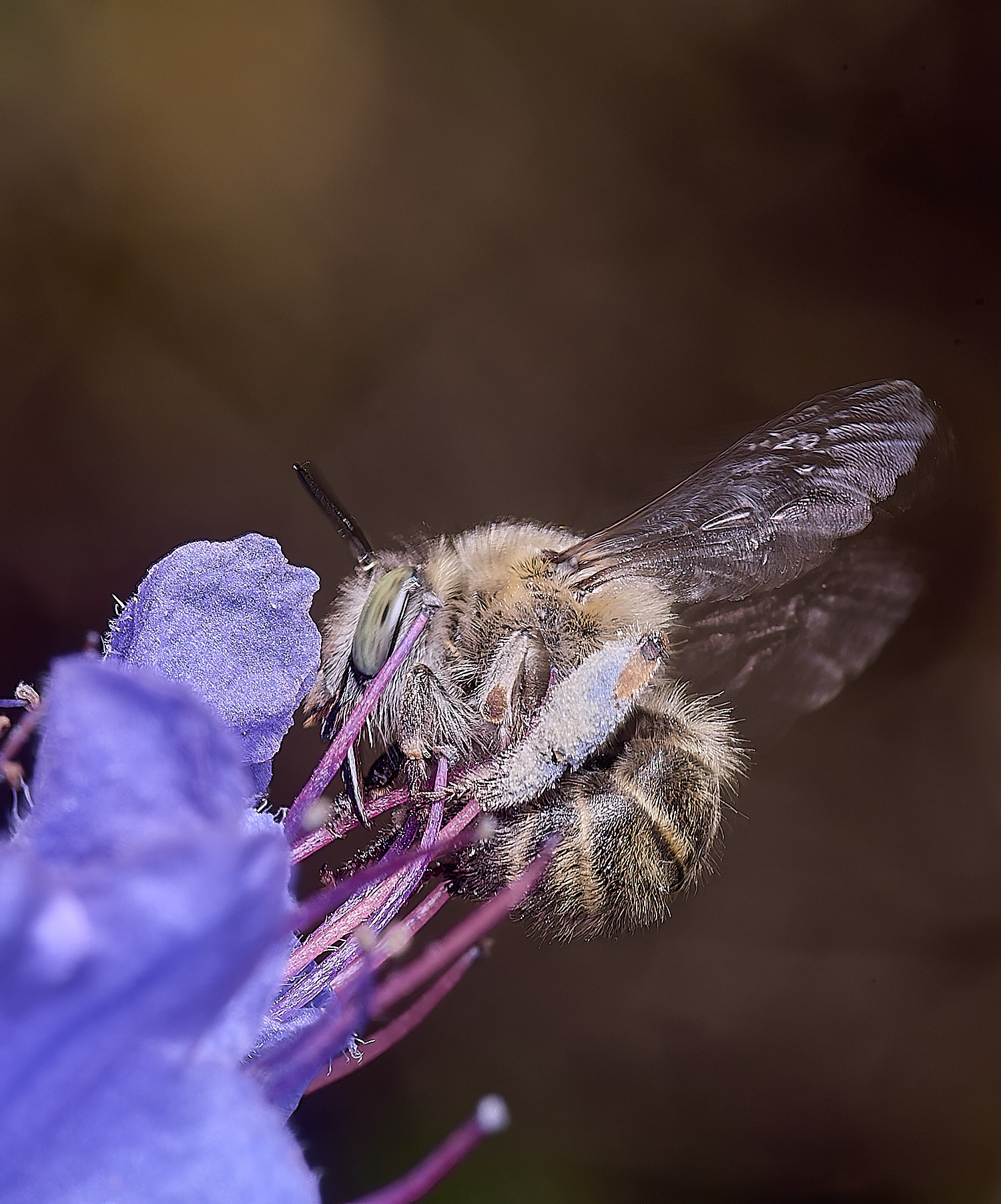 NorwichAquadrimaculata160625-2