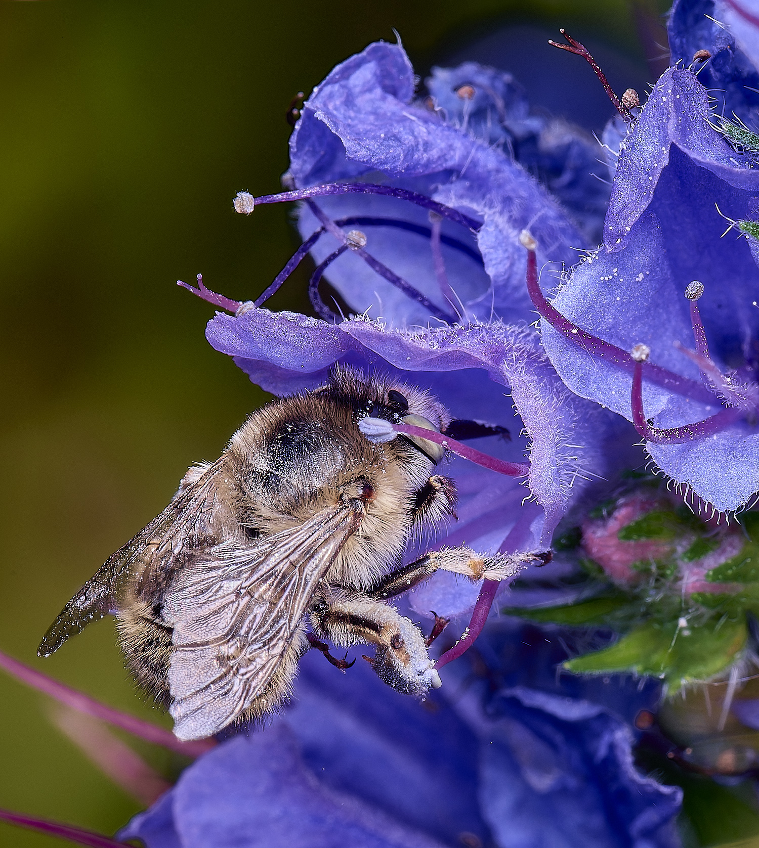 NorwichAquadrimaculata160625-4