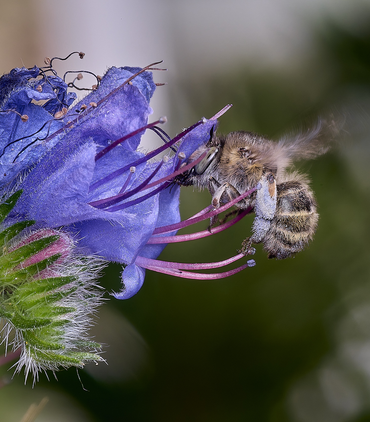 NorwichAquadrimaculata160625-5