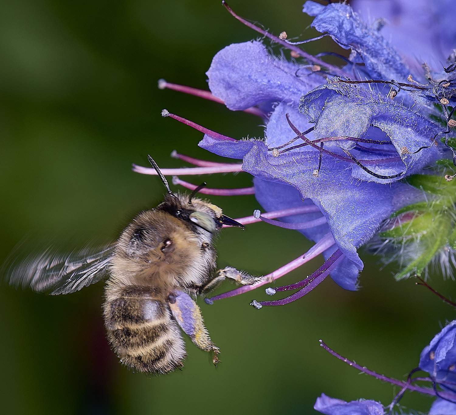 NorwichAquadrimaculata160625-7