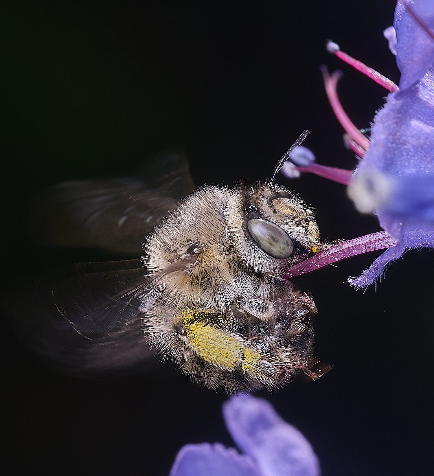 NorwichAquadrimaculata160625-8