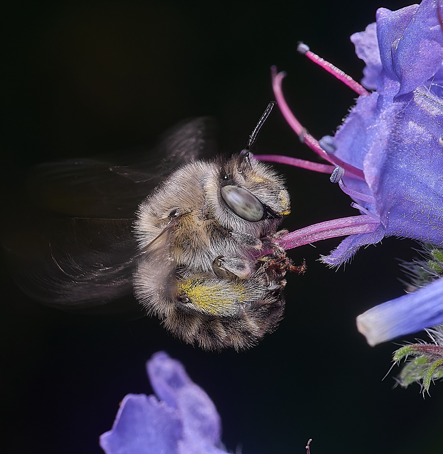 NorwichAquadrimaculata160625-9
