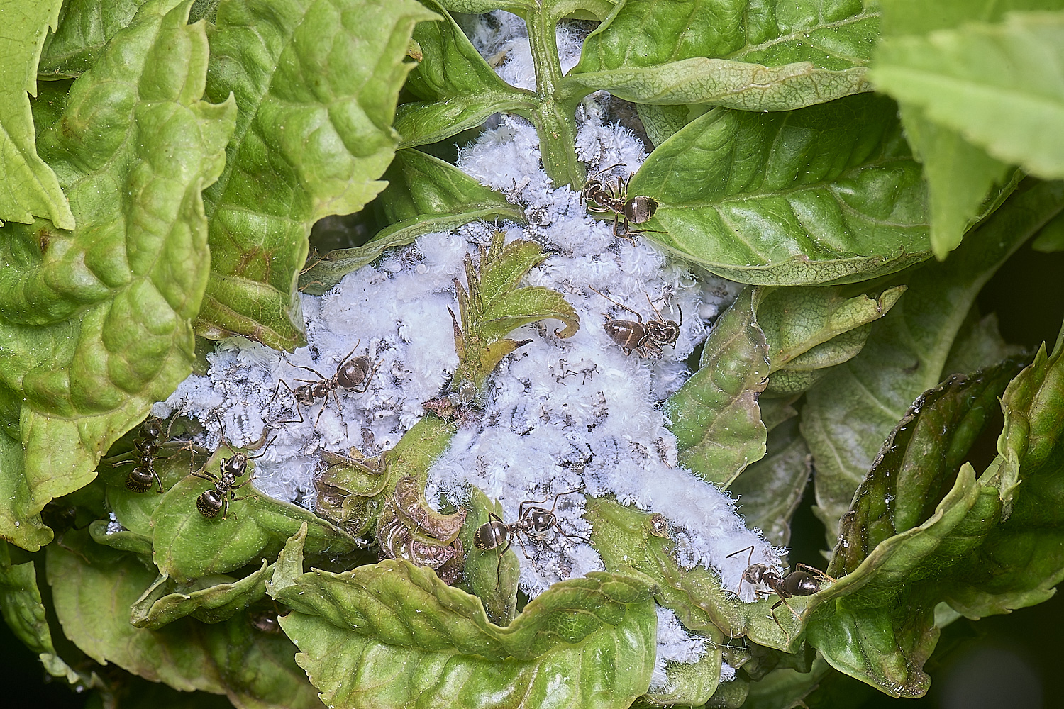 NorwichAshAphids200525-1