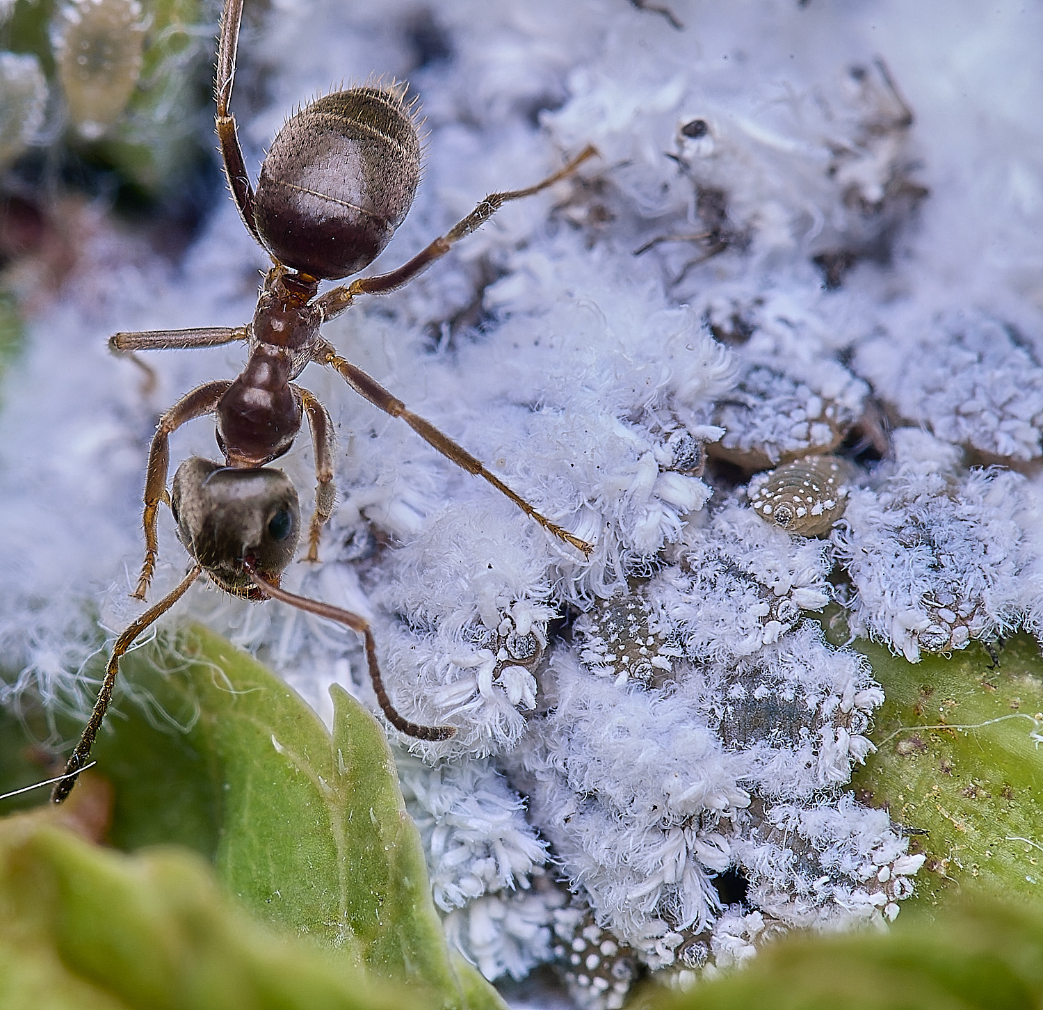 NorwichAshAphids200525-2