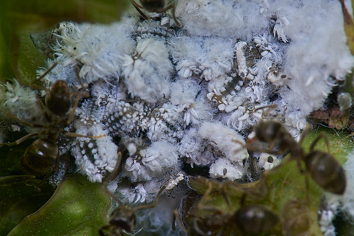 NorwichAshAphids200525-4