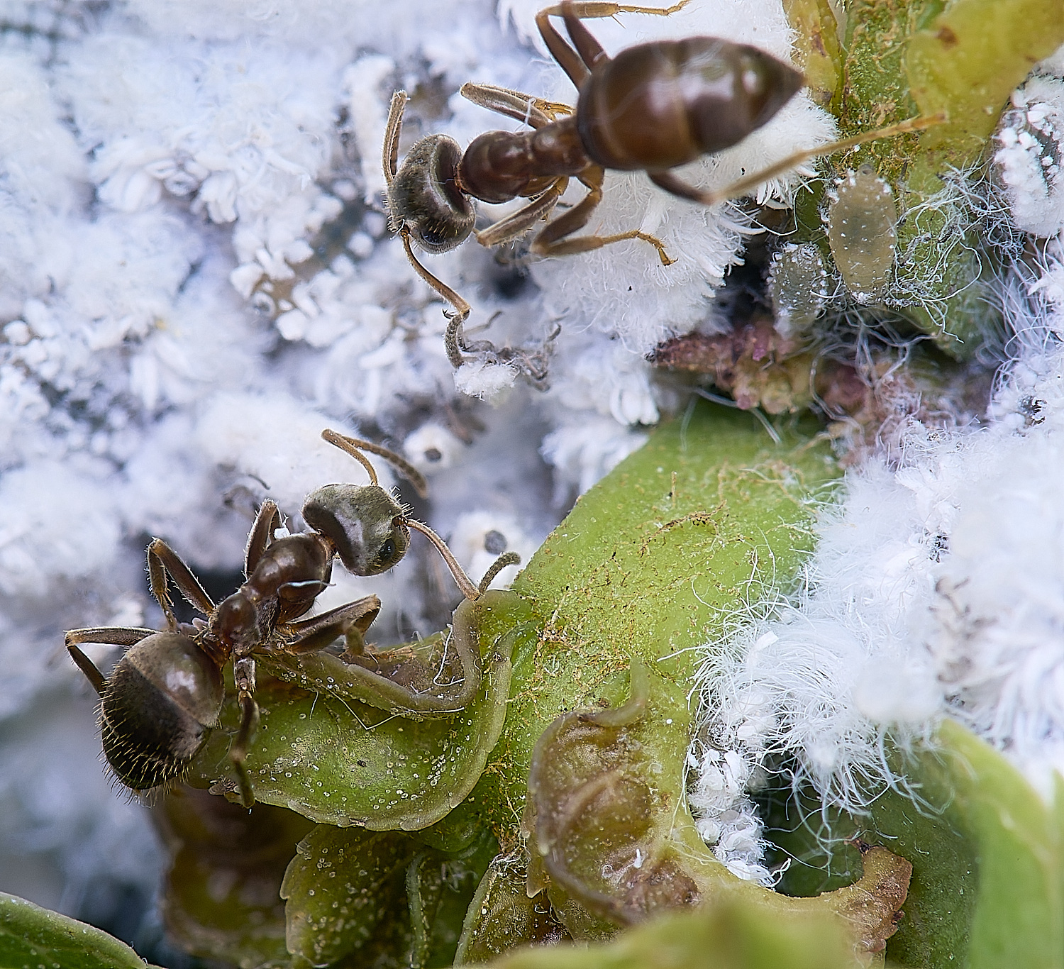 NorwichAshAphids200525-6