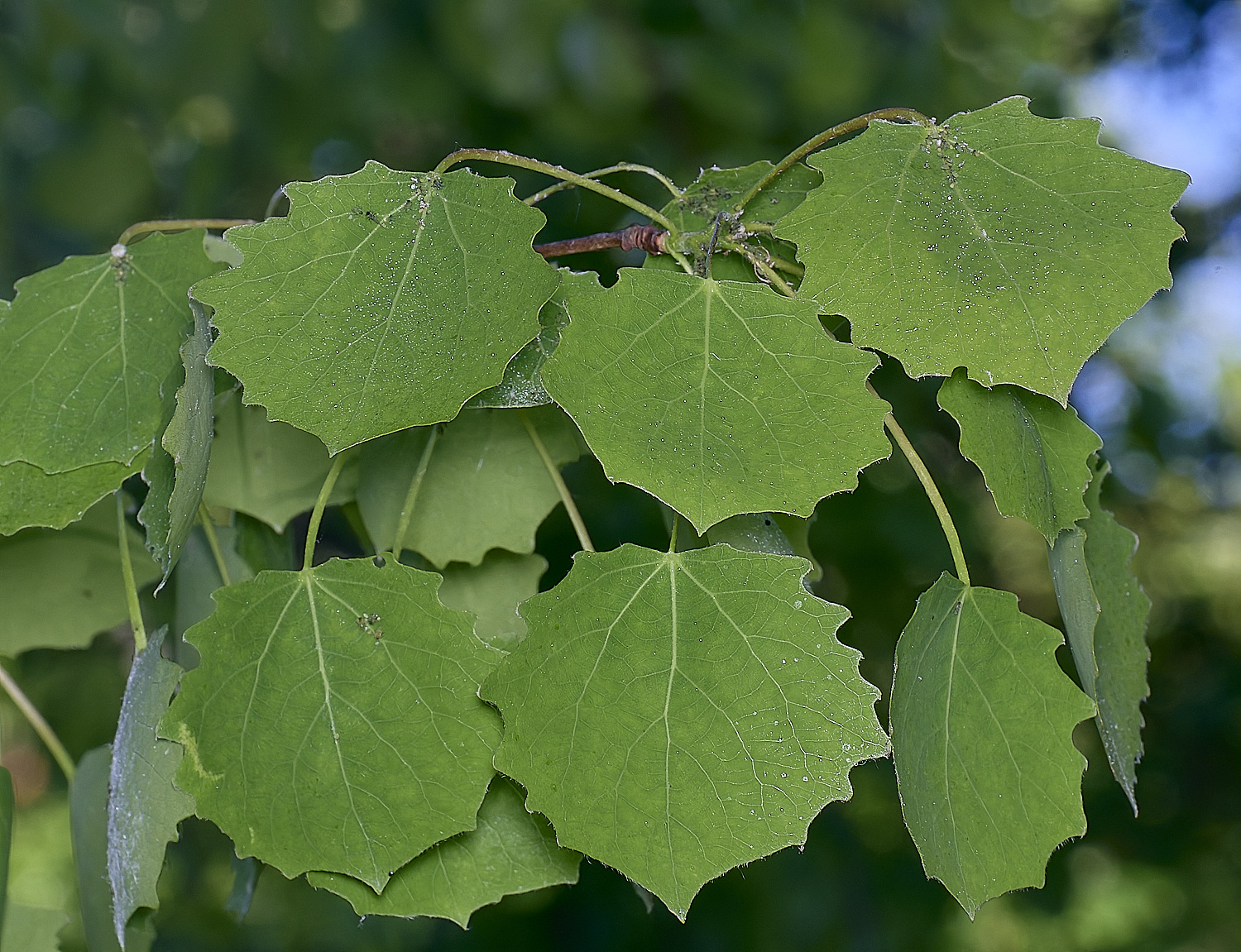 NorwichAspen200525-1