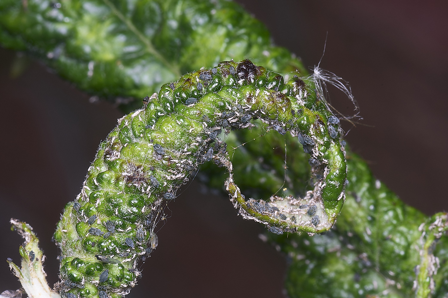 NorwichBudleja200525-1