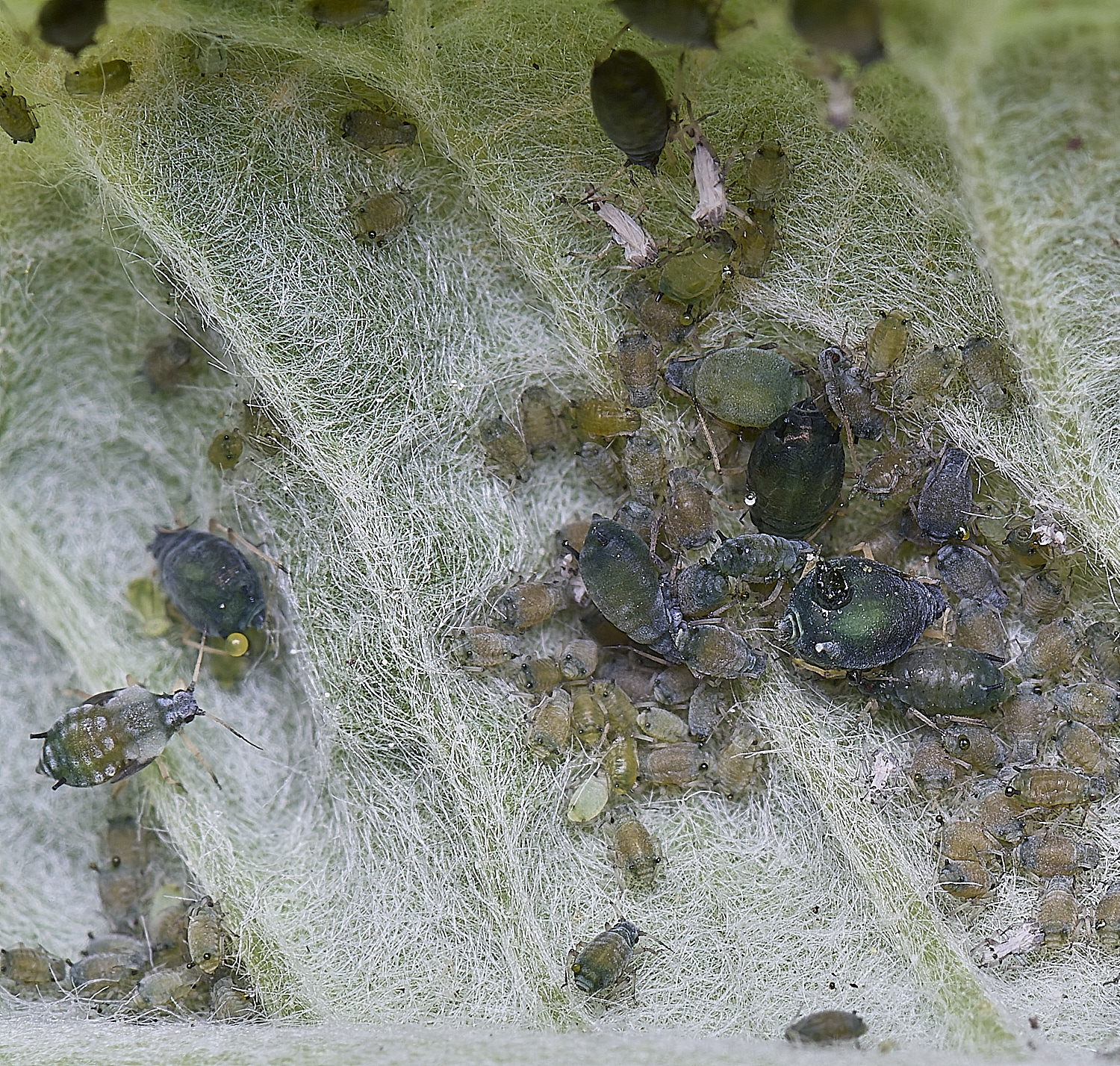 NorwichBudleja200525-3