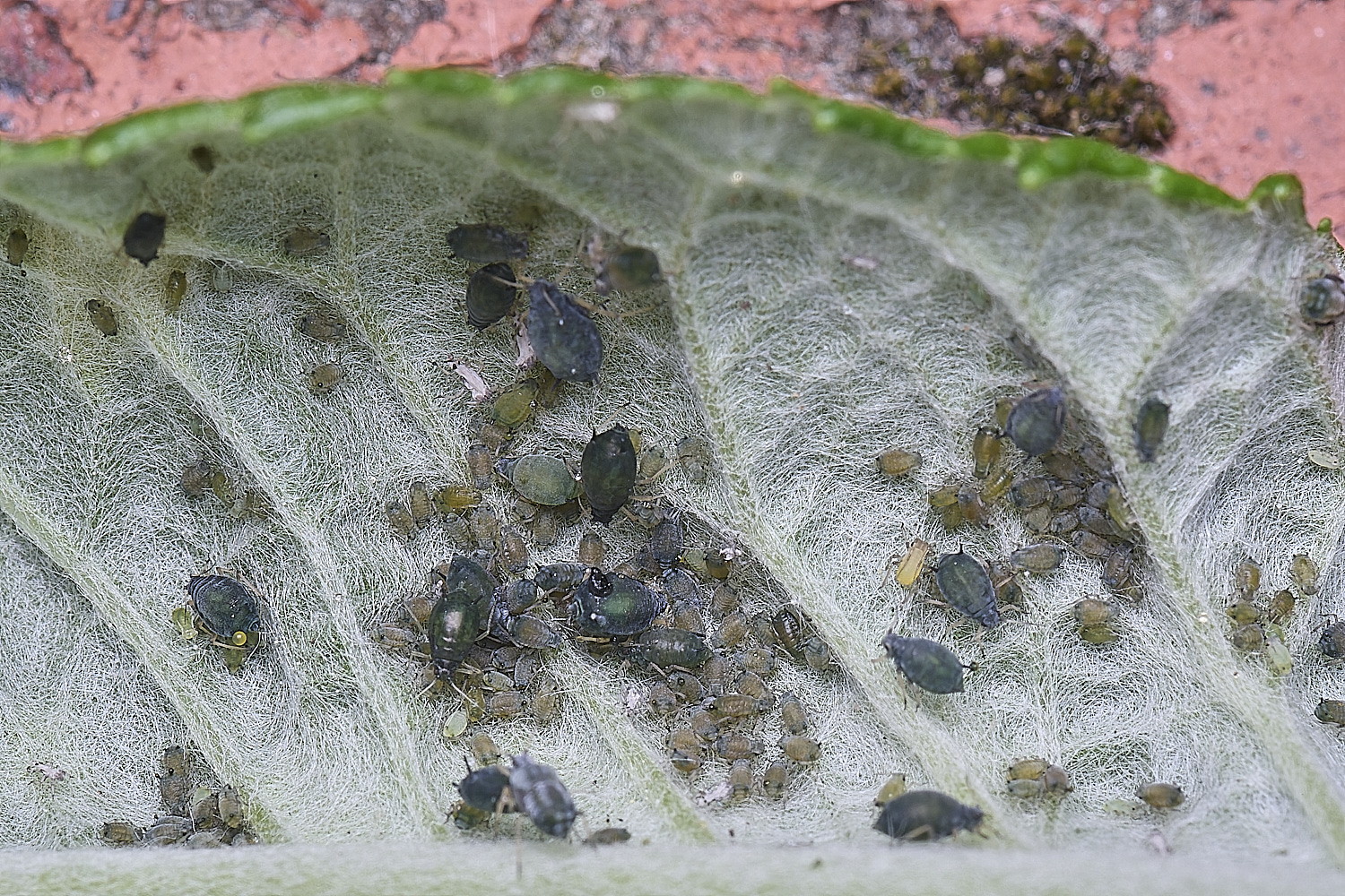 NorwichBudleja200525-4