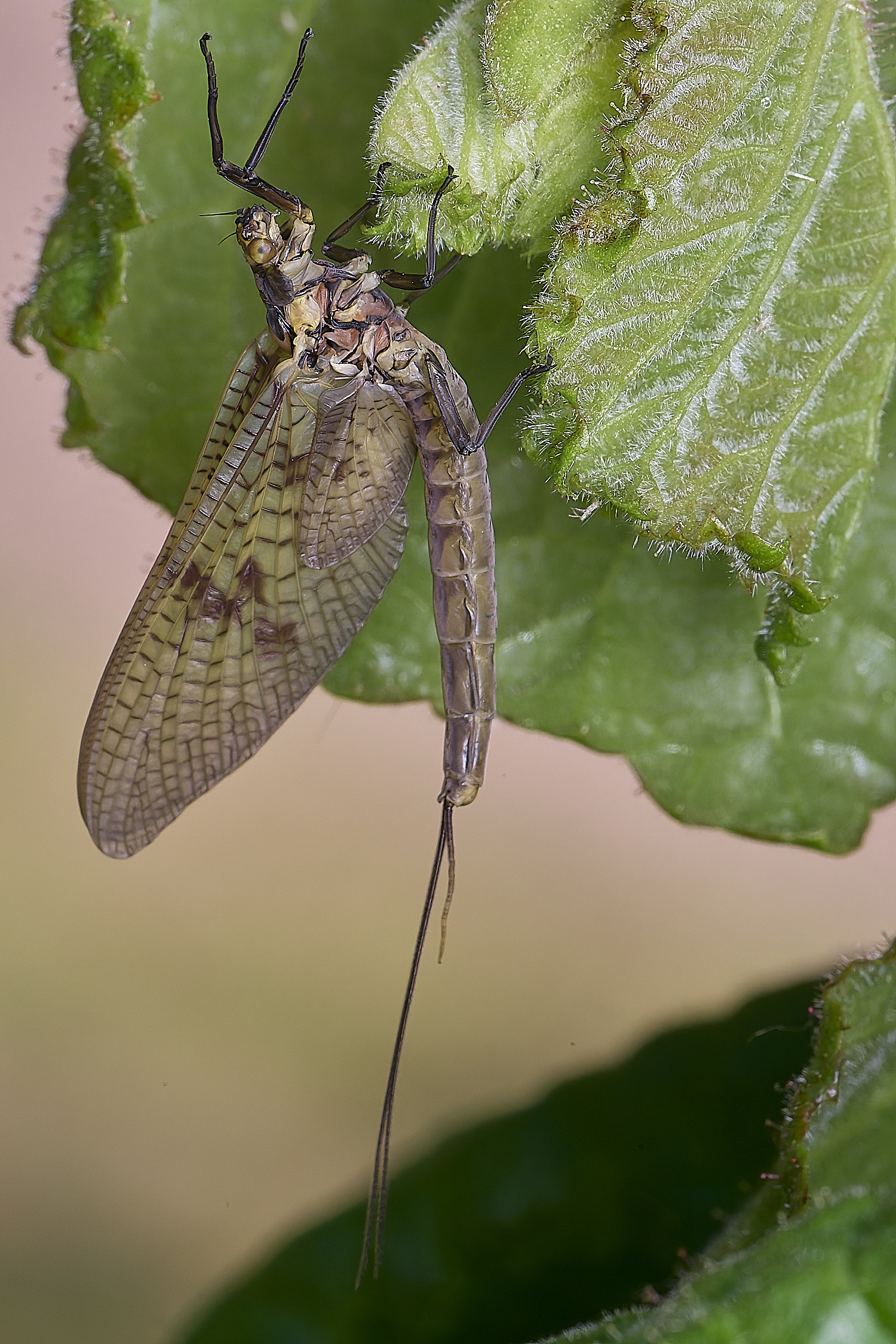 NorwichCaddis1200525-1