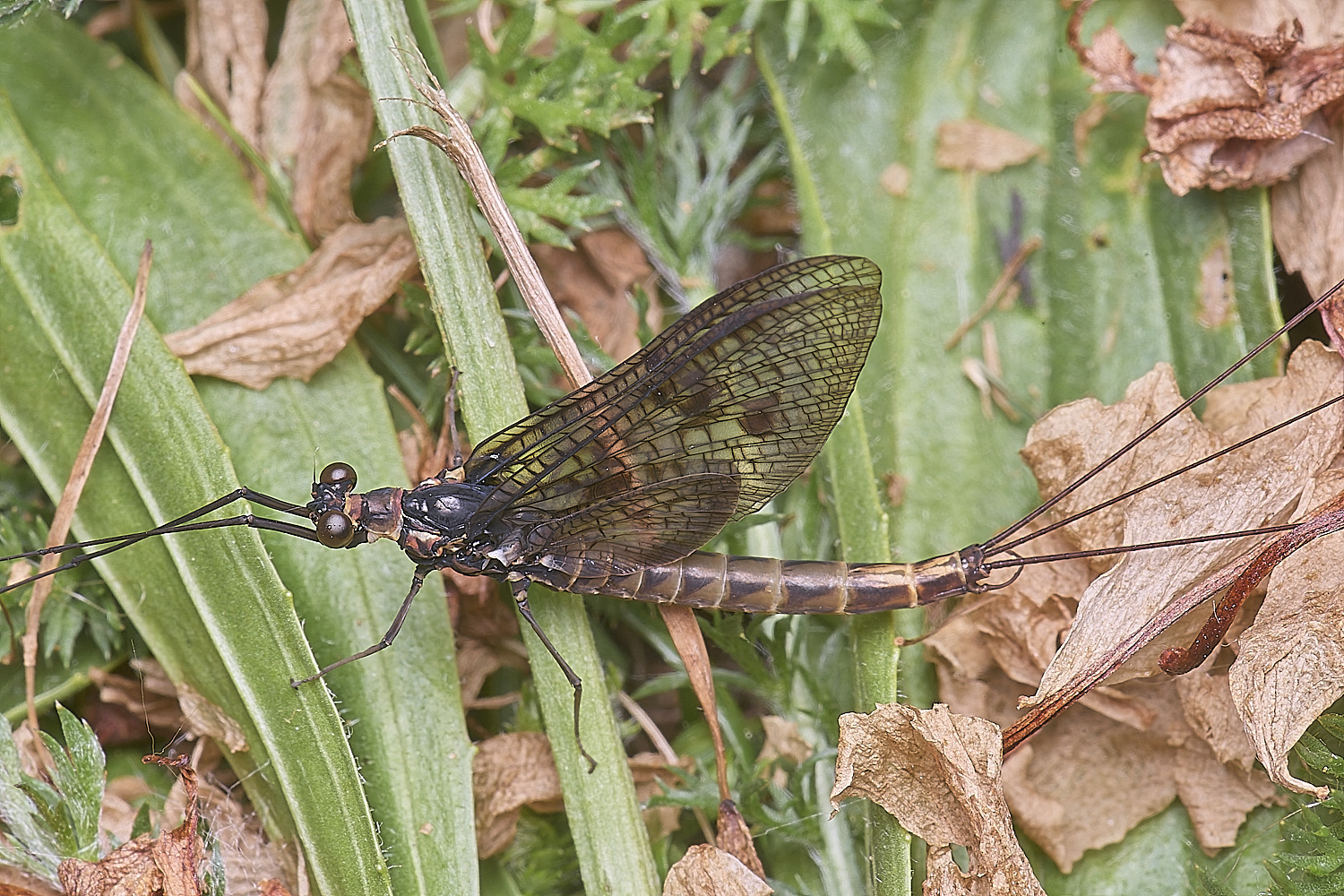 NorwichCaddis200525-1